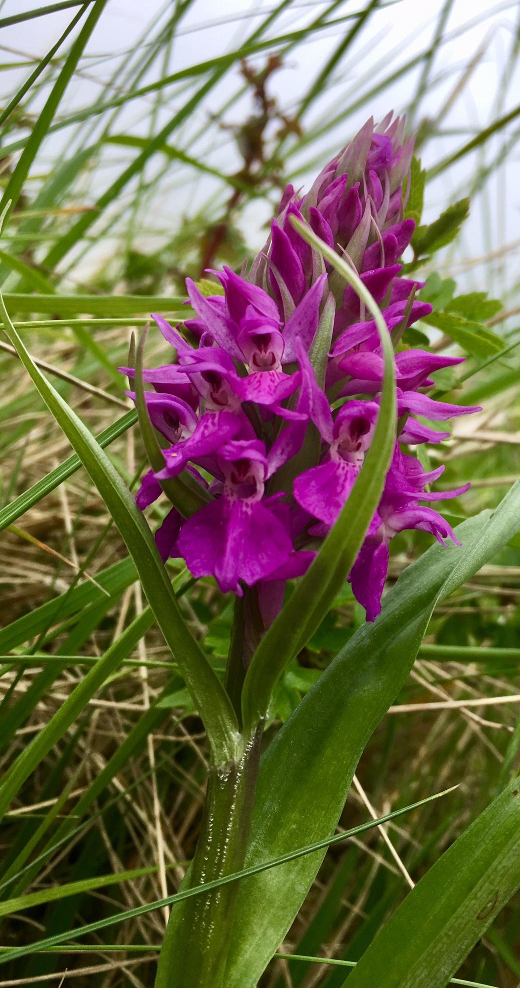 Marsh and Pyramid Orchids are a lovely site in summer at Donna Nook